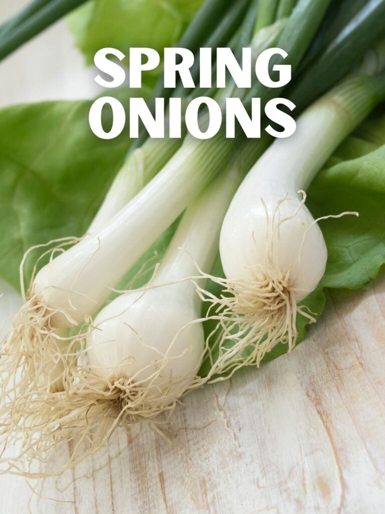 bulbs of spring onions